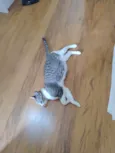 Luca