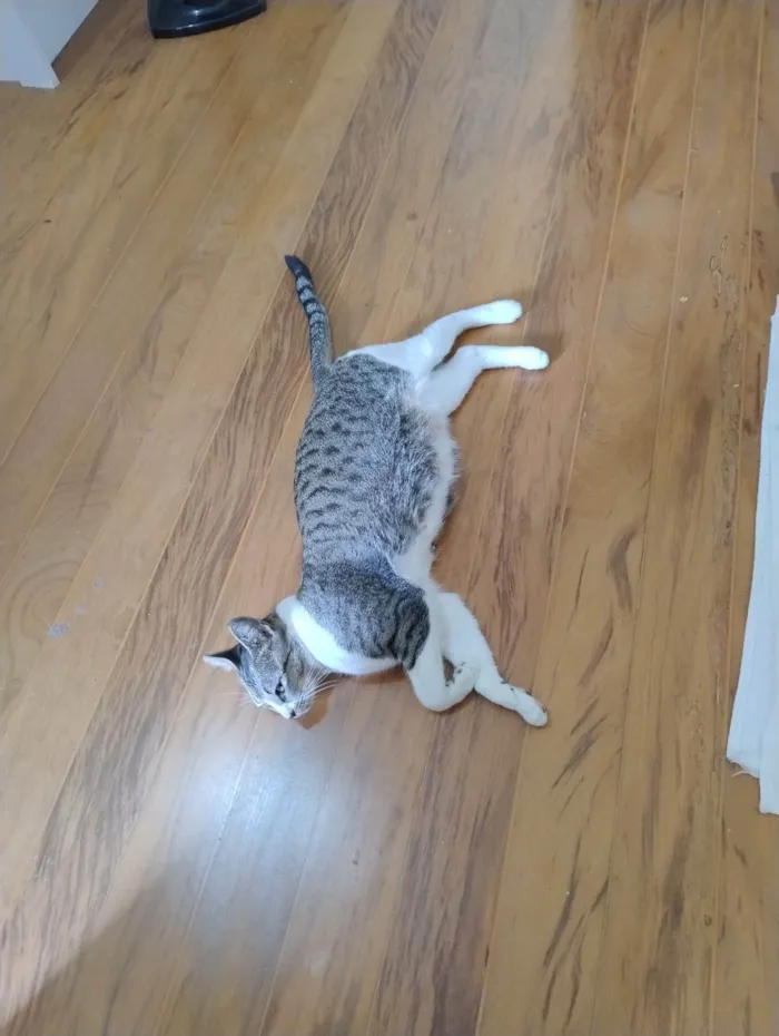 Gato ra a SRD-ViraLata idade 1 ano nome Luca