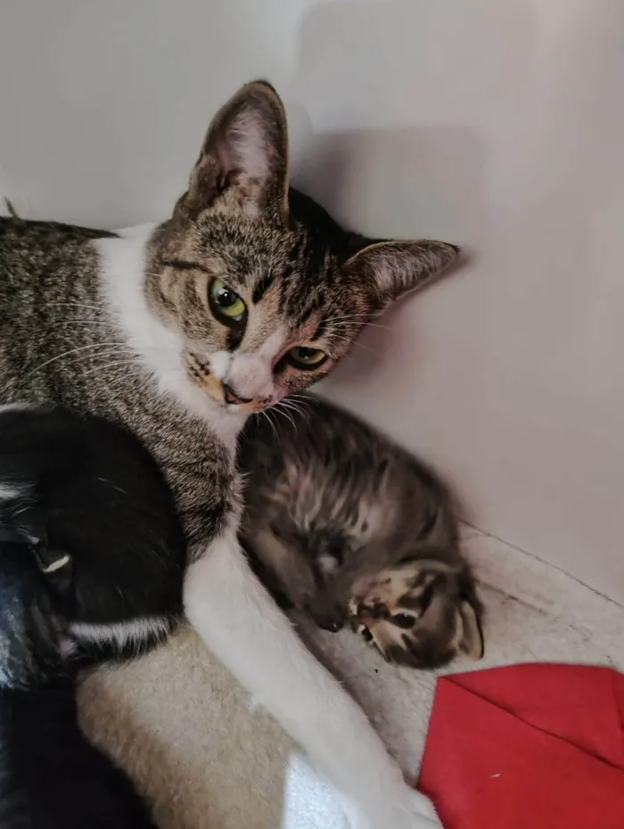 Gato ra a SRD-ViraLata idade 1 ano nome Luca