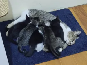 Gato raça SRD-ViraLata idade 1 ano nome Luca