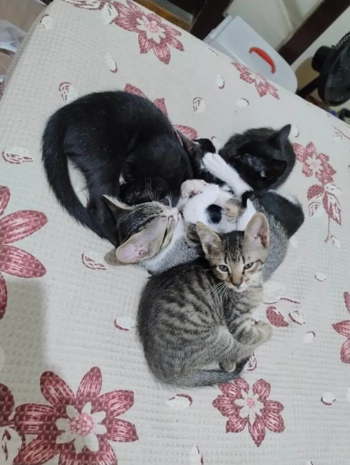 Gato ra a SRD-ViraLata idade 2 a 6 meses nome Kenobi