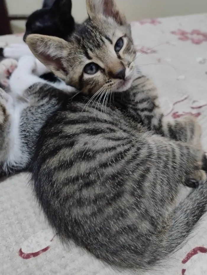 Gato ra a SRD-ViraLata idade 2 a 6 meses nome Kenobi