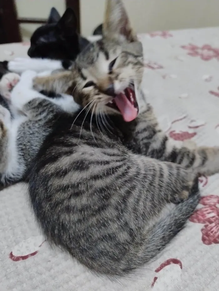Gato ra a SRD-ViraLata idade 2 a 6 meses nome Kenobi