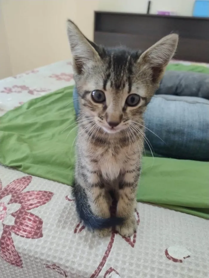Gato ra a SRD-ViraLata idade 2 a 6 meses nome Kenobi
