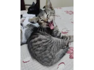 Gato raça SRD-ViraLata idade 2 a 6 meses nome Kenobi
