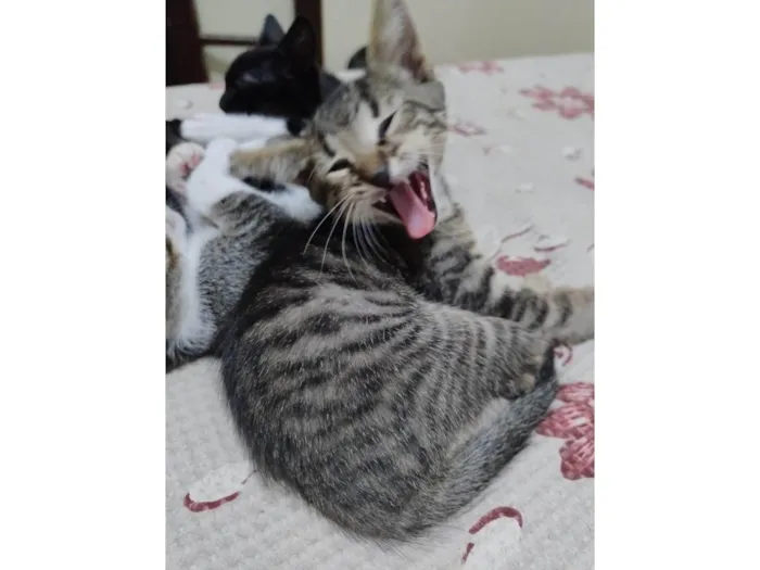 Gato ra a SRD-ViraLata idade 2 a 6 meses nome Kenobi