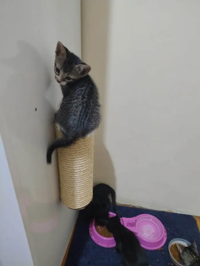 Gato ra a SRD-ViraLata idade 2 a 6 meses nome Echo