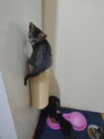 Echo