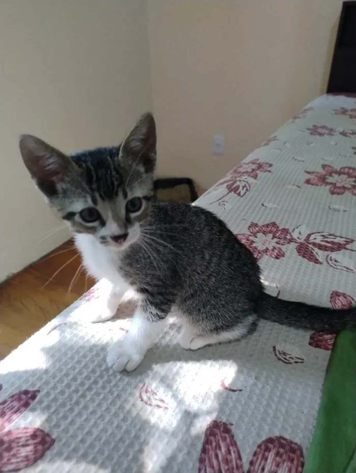 Gato ra a SRD-ViraLata idade 2 a 6 meses nome Echo