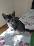 Echo
