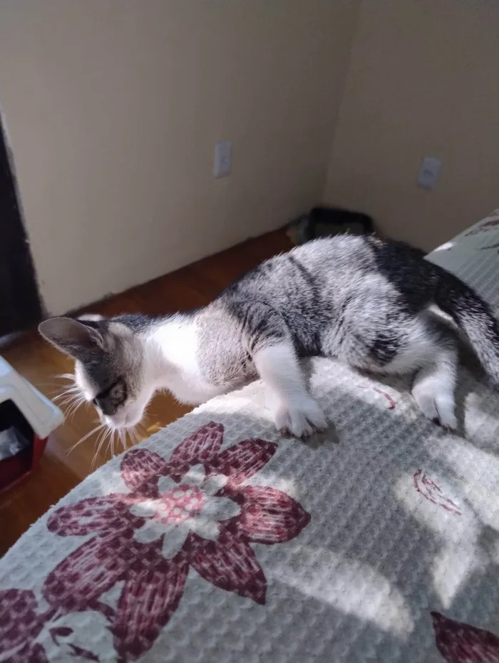 Gato ra a SRD-ViraLata idade 2 a 6 meses nome Echo