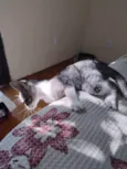 Echo