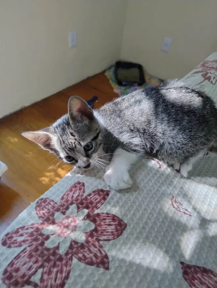 Gato ra a SRD-ViraLata idade 2 a 6 meses nome Echo