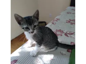 Gato raça SRD-ViraLata idade 2 a 6 meses nome Echo