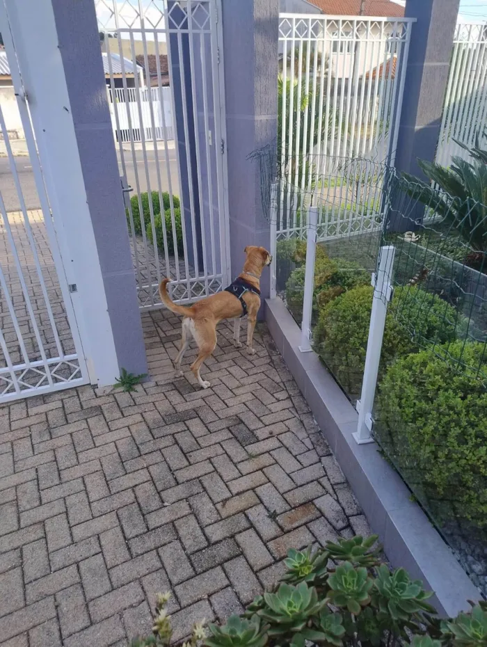 Cachorro ra a SRD-ViraLata idade 2 anos nome Bernoulli