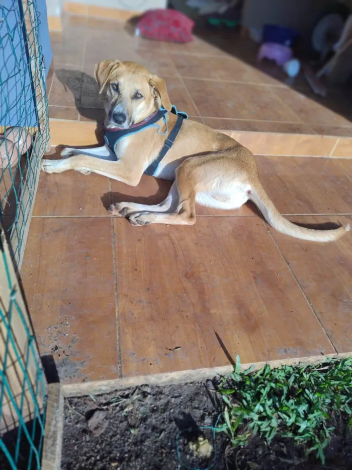 Cachorro ra a SRD-ViraLata idade 2 anos nome Bernoulli
