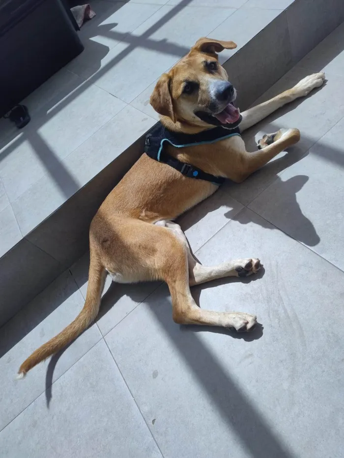 Cachorro ra a SRD-ViraLata idade 2 anos nome Bernoulli