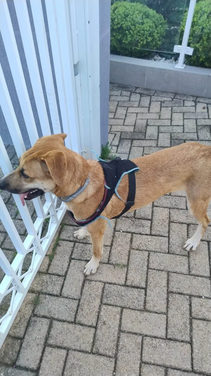 Cachorro ra a SRD-ViraLata idade 2 anos nome Bernoulli