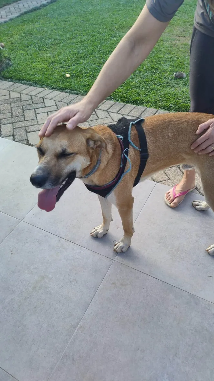 Cachorro ra a SRD-ViraLata idade 2 anos nome Bernoulli