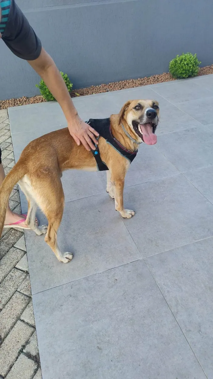 Cachorro ra a SRD-ViraLata idade 2 anos nome Bernoulli