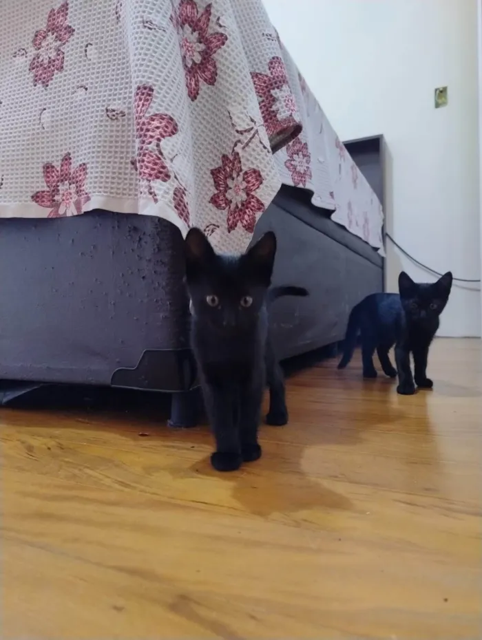 Gato ra a SRD-ViraLata idade 2 a 6 meses nome Ahsoka