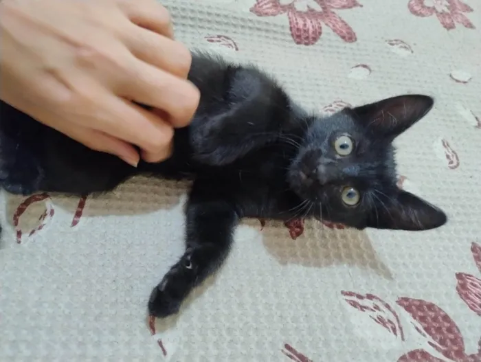 Gato ra a SRD-ViraLata idade 2 a 6 meses nome Ahsoka