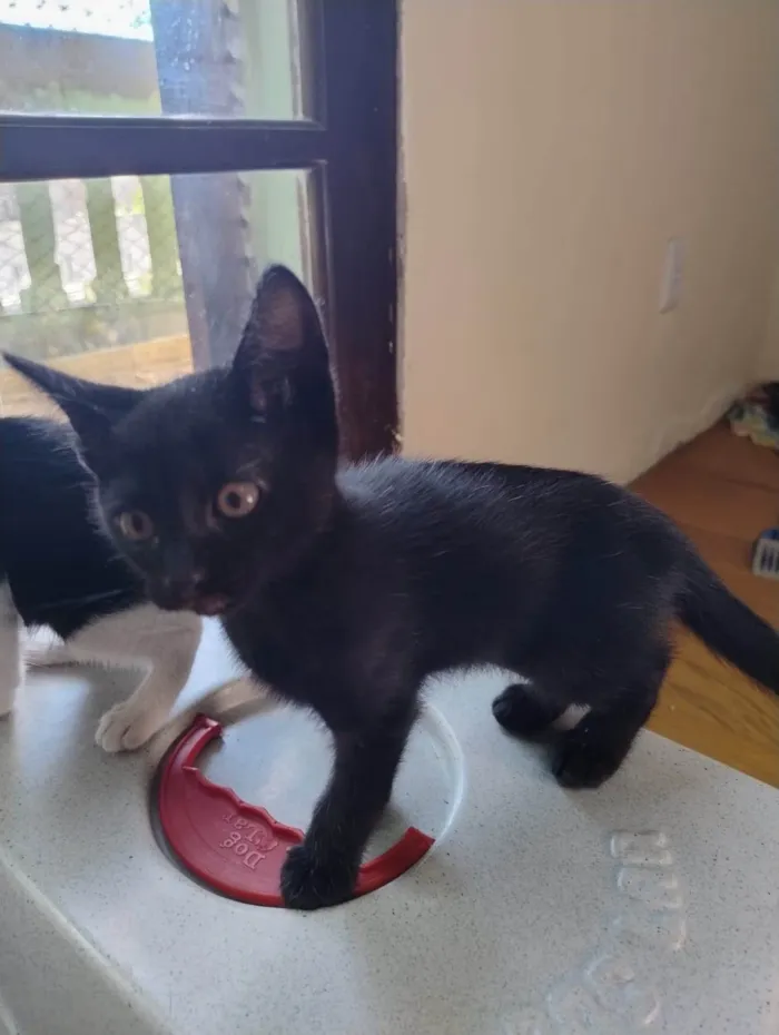 Gato ra a SRD-ViraLata idade 2 a 6 meses nome Ahsoka