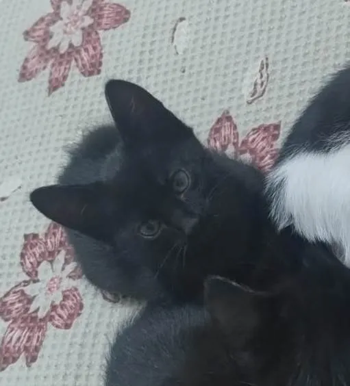 Gato ra a SRD-ViraLata idade 2 a 6 meses nome Ahsoka