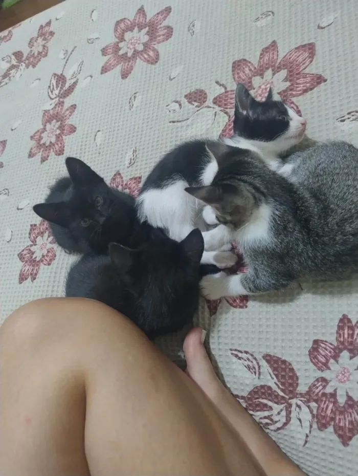 Gato ra a SRD-ViraLata idade 2 a 6 meses nome Ahsoka