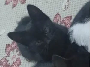 Gato raça SRD-ViraLata idade 2 a 6 meses nome Ahsoka