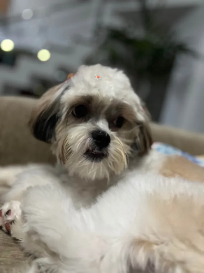 Cachorro ra a Shitzu idade 7 a 11 meses nome Amora 