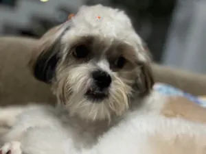 Cachorro raça Shitzu idade 7 a 11 meses nome Amora 