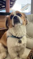 Alfredo