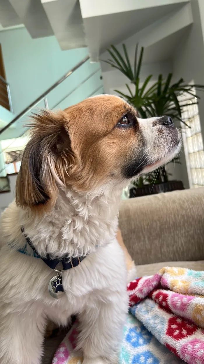 Cachorro ra a Shitzu idade 2 anos nome Alfredo 