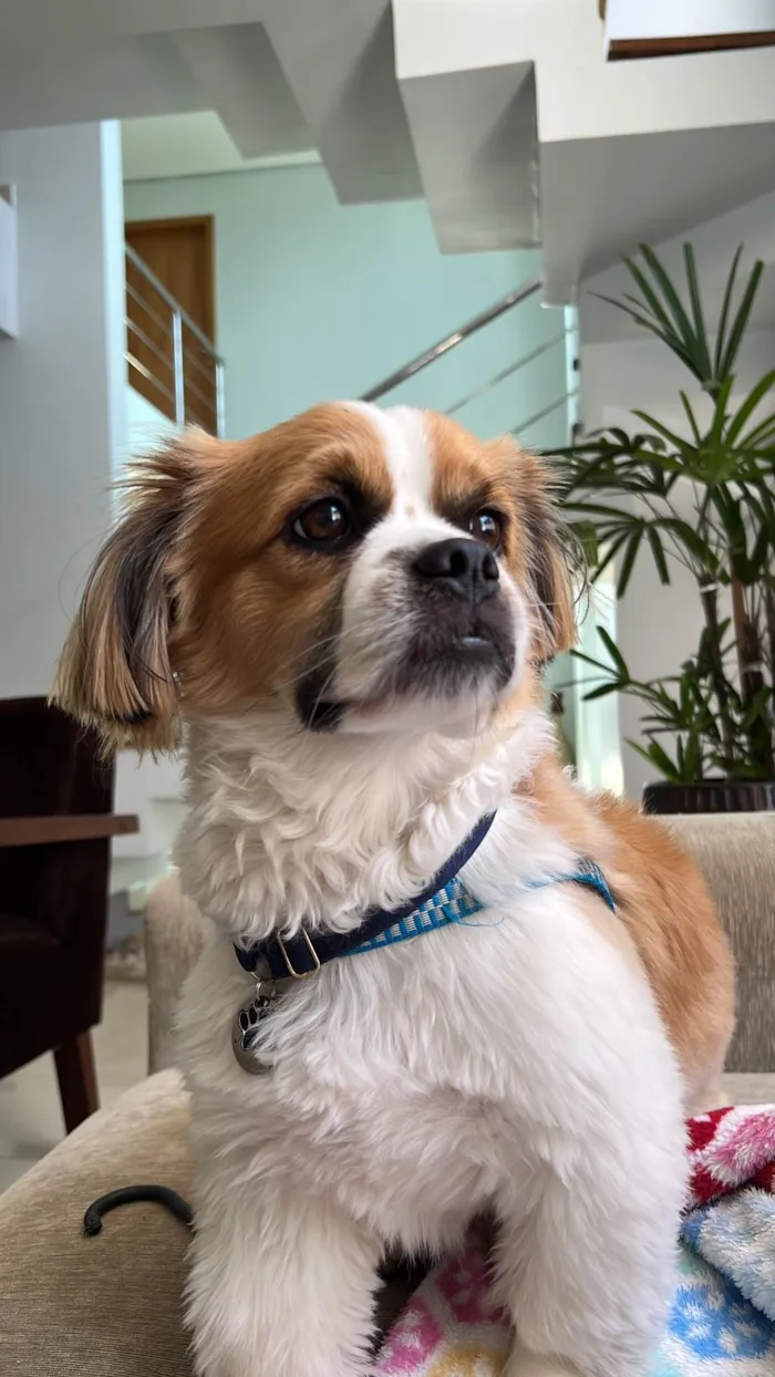 Cachorro ra a Shitzu idade 2 anos nome Alfredo 