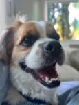 Alfredo