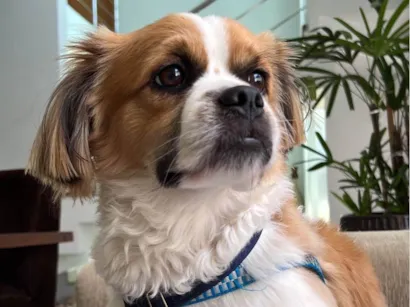 Cachorro raça Shitzu idade 2 anos nome Alfredo 
