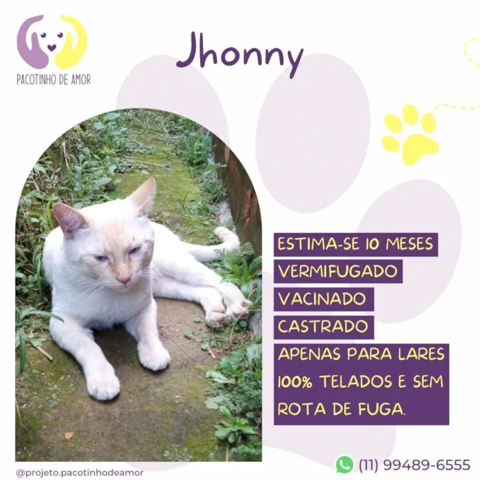 Gato ra a SRD-ViraLata idade 7 a 11 meses nome Jhonny