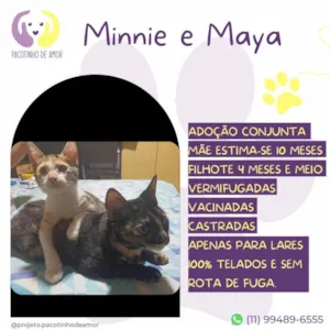 Gato raça SRD-ViraLata idade 7 a 11 meses nome Minnie e Maya