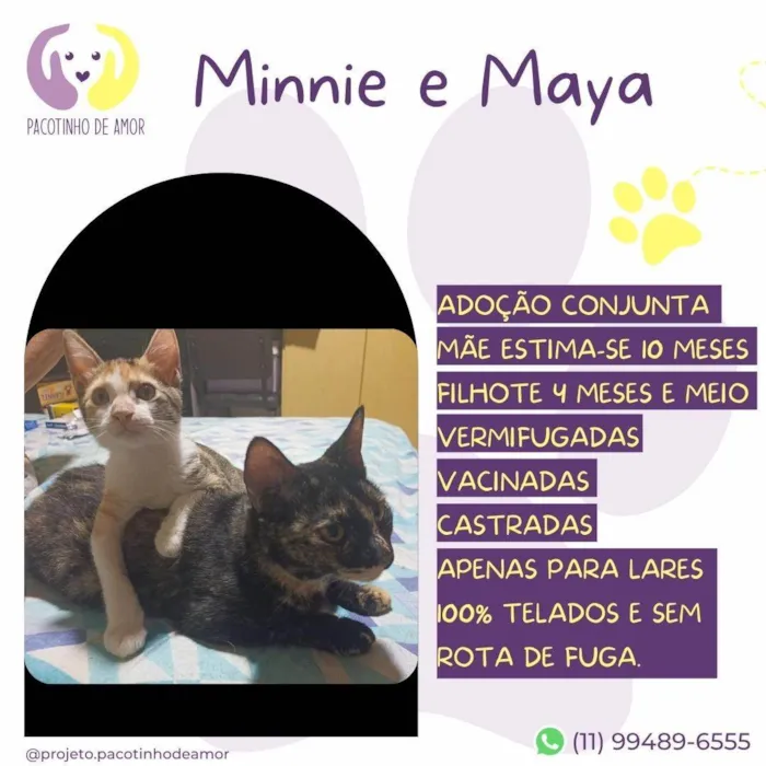 Gato ra a SRD-ViraLata idade 7 a 11 meses nome Minnie e Maya