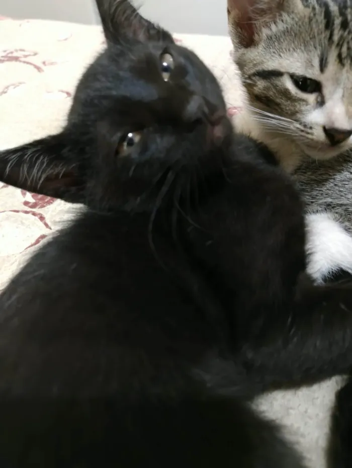 Gato ra a SRD-ViraLata idade 2 a 6 meses nome Anakin