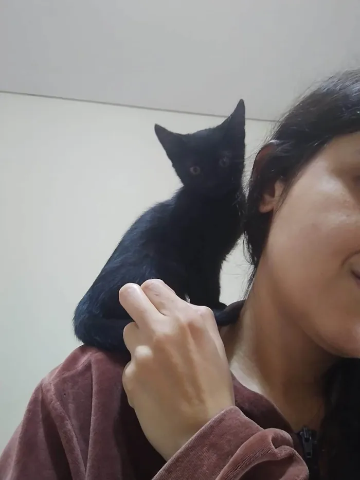Gato ra a SRD-ViraLata idade 2 a 6 meses nome Anakin