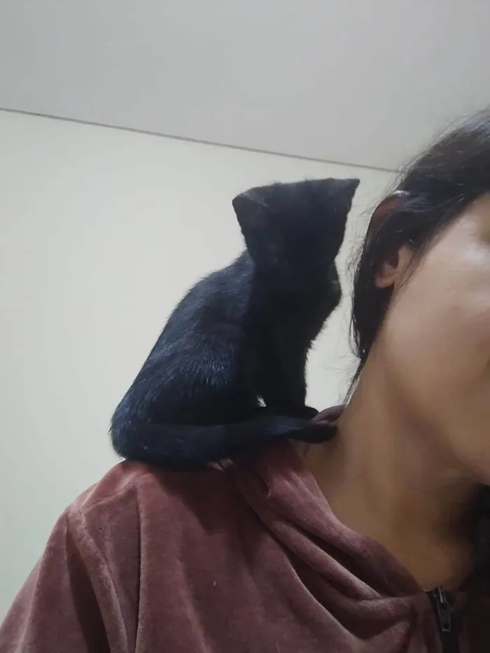Gato ra a SRD-ViraLata idade 2 a 6 meses nome Anakin