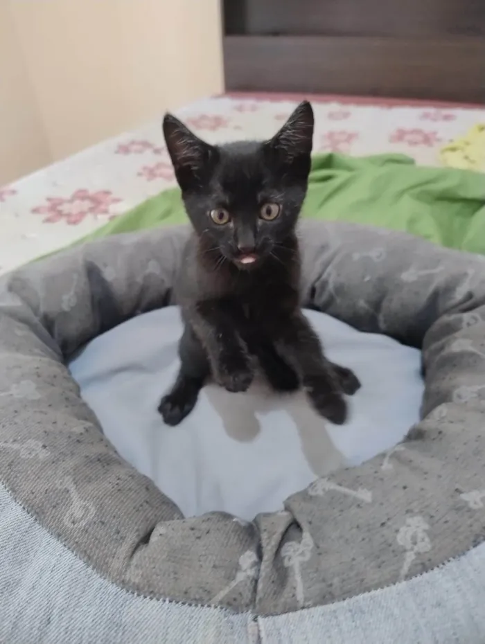 Gato ra a SRD-ViraLata idade 2 a 6 meses nome Anakin