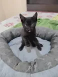 Anakin