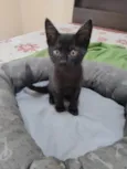 Anakin