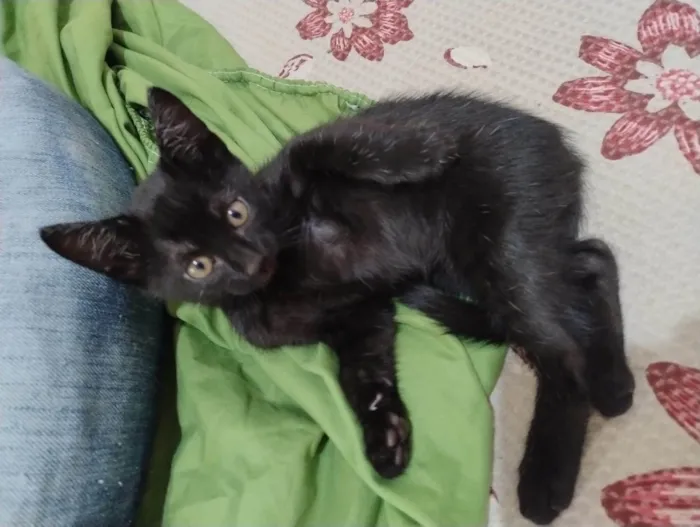 Gato ra a SRD-ViraLata idade 2 a 6 meses nome Anakin