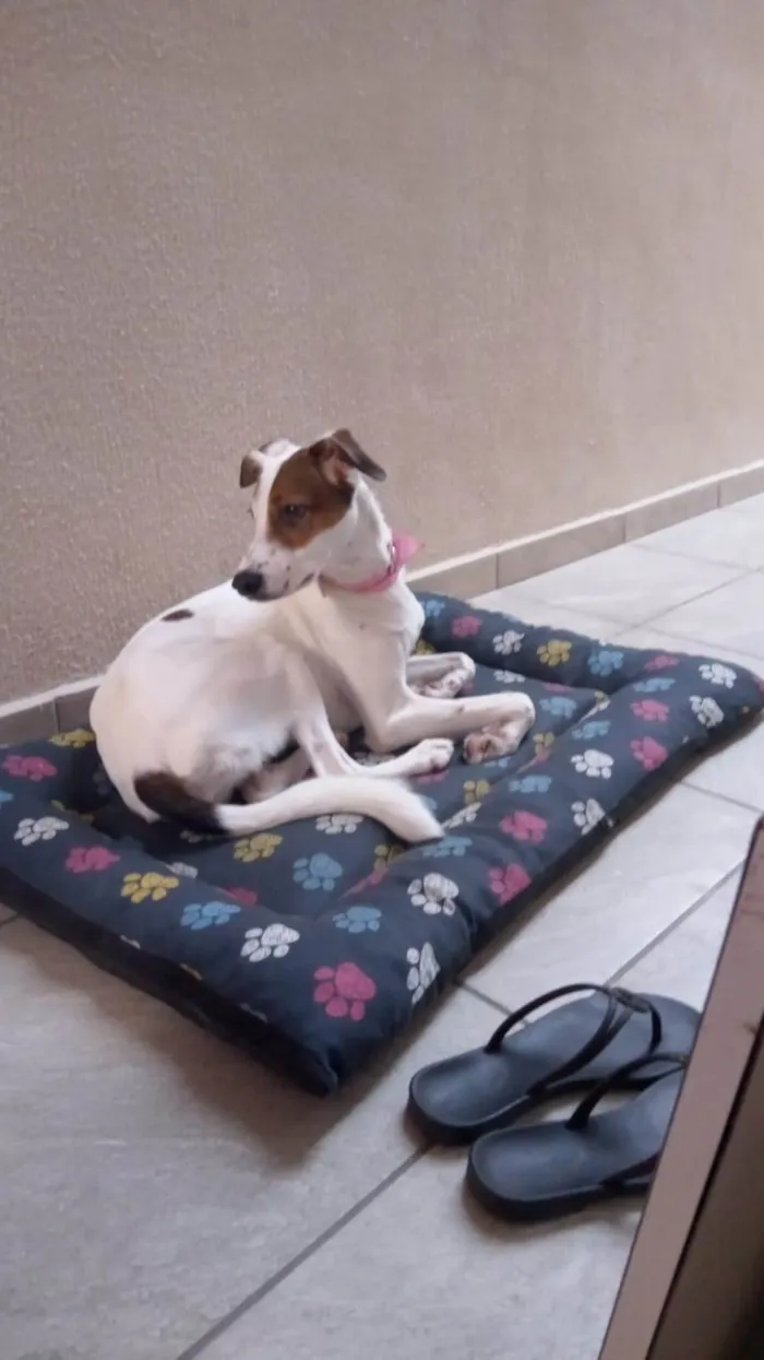 Cachorro ra a SRD-ViraLata idade 2 a 6 meses nome Amora 