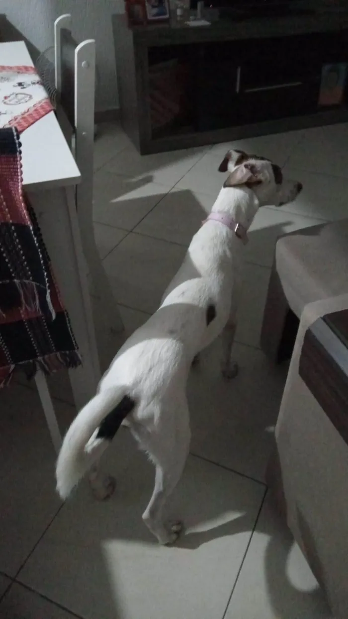 Cachorro ra a SRD-ViraLata idade 2 a 6 meses nome Amora 