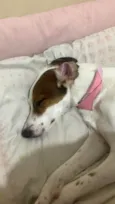 Amora